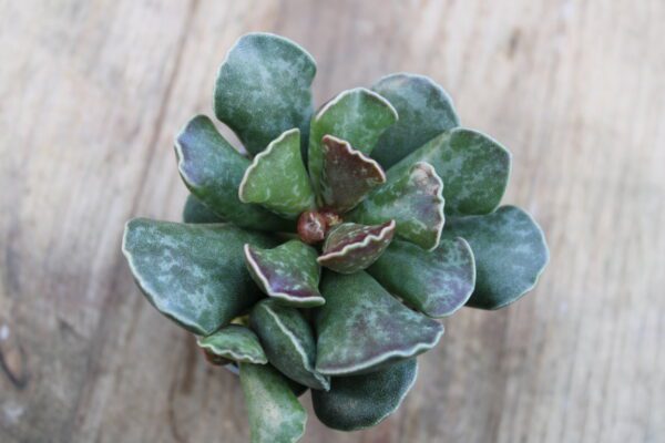 Adromischus cooperi