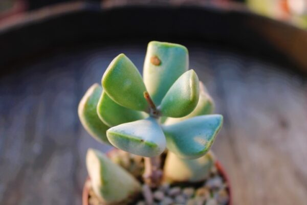 Adromischus truncatus