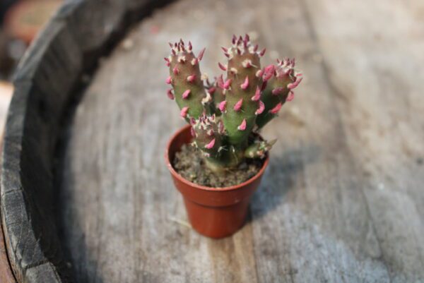 Austrocylindropuntia subulata f. monstrosa