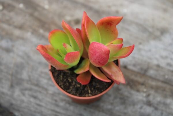 Crassula capitella 'Campfire'