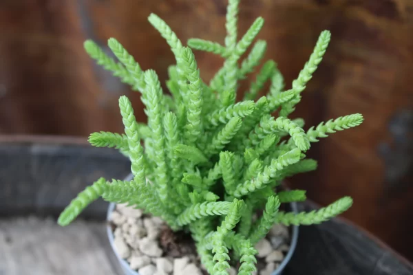 Crassula muscosa - immagine 2