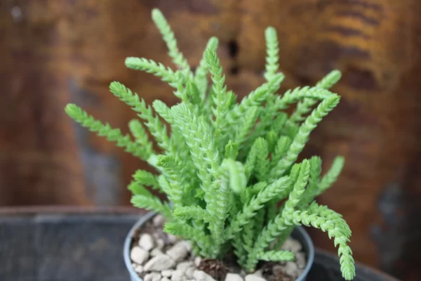 Crassula muscosa