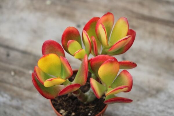 Crassula ovata 'Hummel's Sunset' - immagine 2
