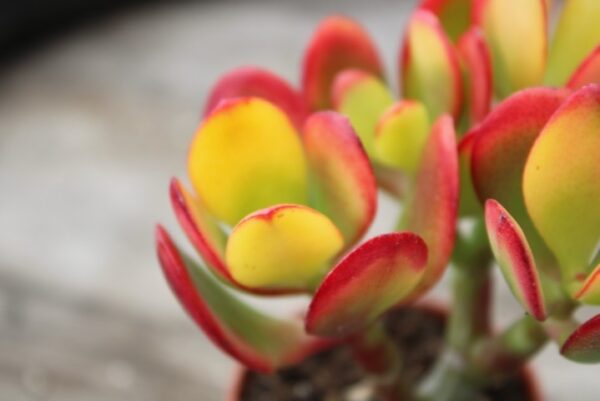 Crassula ovata 'Hummel's Sunset'