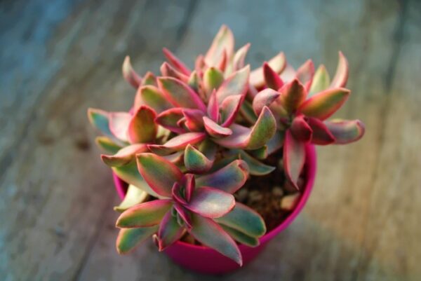 Crassula rubricaulis 'Candy Cane'