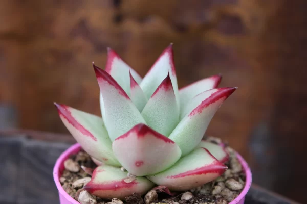 Echeveria agavoides 'Lipstick' - immagine 2
