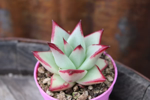 Echeveria agavoides 'Lipstick'