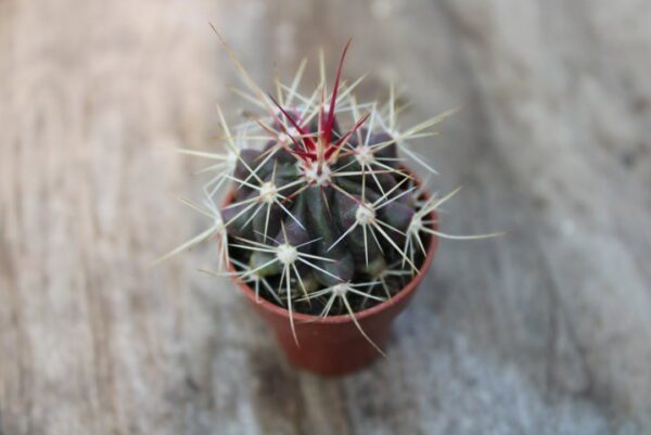 Ferocactus sp.