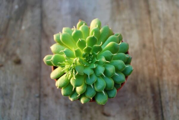 Graptoveria 'Iona'