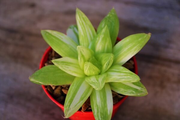 Haworthia cymbiformis 'Variegata'