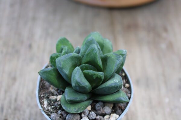 Haworthia maughanii