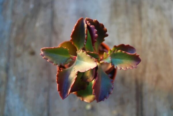 Kalanchoe longiflora