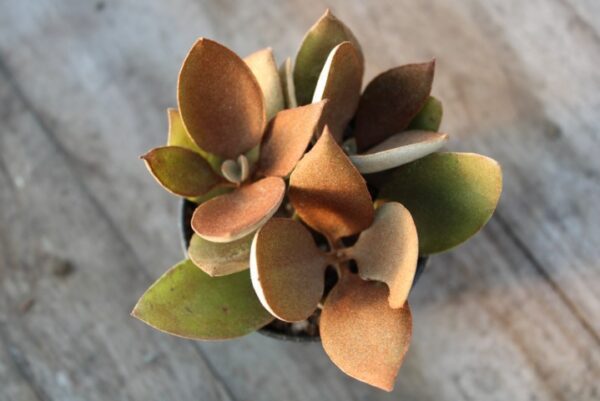 Kalanchoe orgyalis