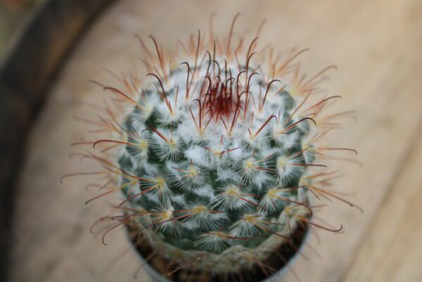 Mammillaria bombycina