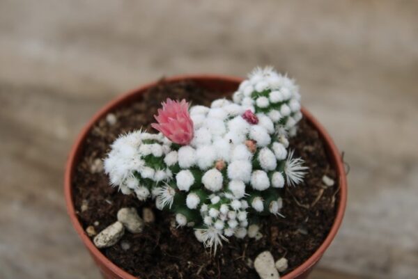 Mammillaria gracilis 'Oruga'