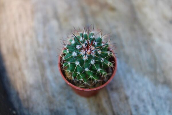 Mammillaria sp.