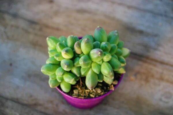 Pachyphytum compactum 'Crestato' - immagine 2