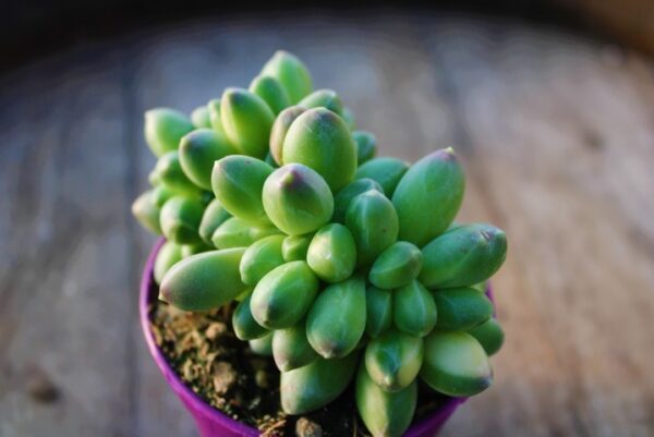 Pachyphytum compactum 'Crestato'