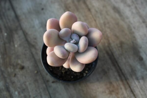Pachyphytum oviferum