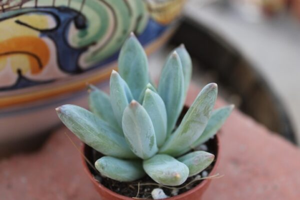 Pachyveria 'Yvonne'