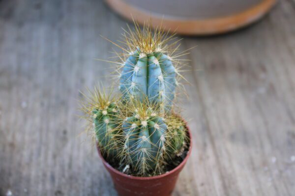 Pilosocereus azureus