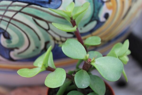 Portulacaria afra ‘Elephant Bush’