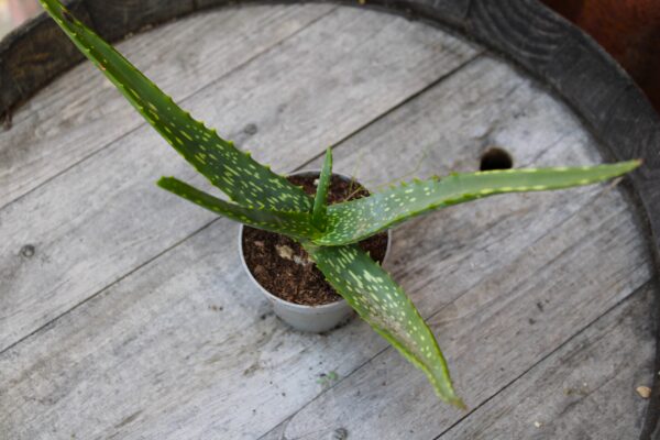 Aloe eru