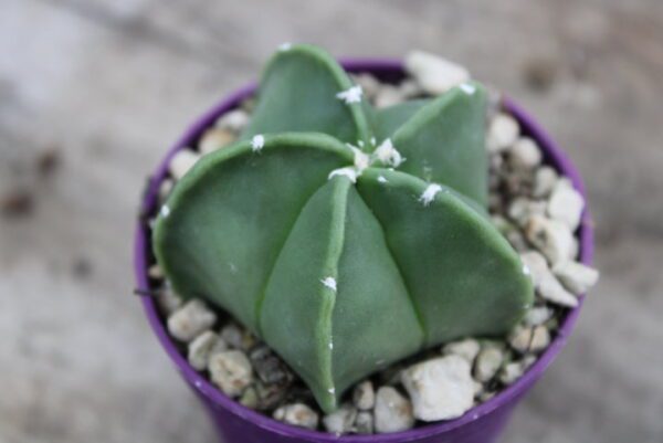 Astrophytum myriostigma var. nudum
