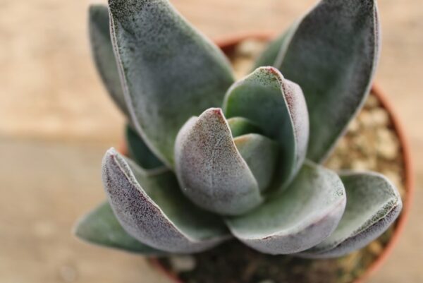 Crassula 'Garnet Lotus'