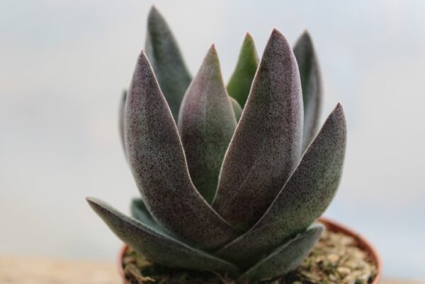 Crassula 'Garnet Lotus' - immagine 2