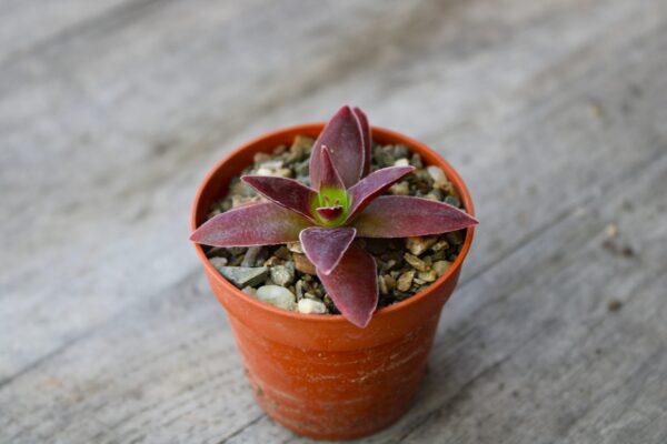 Crassula capitella subsp. thyrsiflora 'Giant Form'