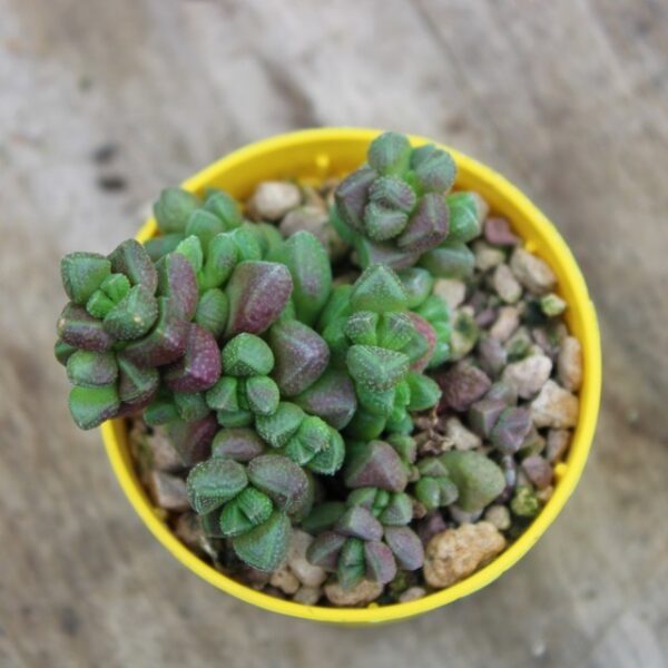 Crassula elegans