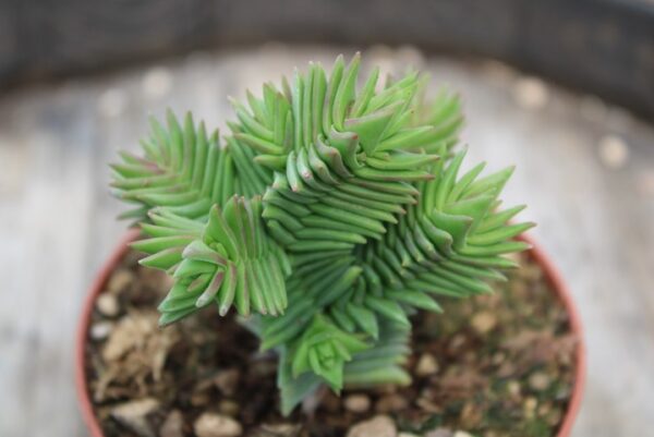Crassula pyramidalis x congesta