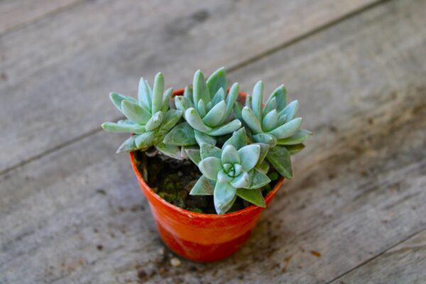 Dudleya greenei