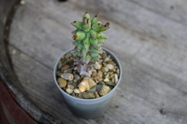 Euphorbia horrida 'Mostruosa' - immagine 2