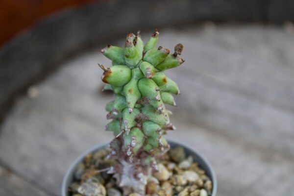 Euphorbia horrida 'Mostruosa'