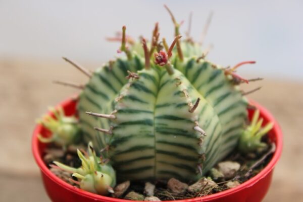 Euphorbia meloformis 'Variegata'