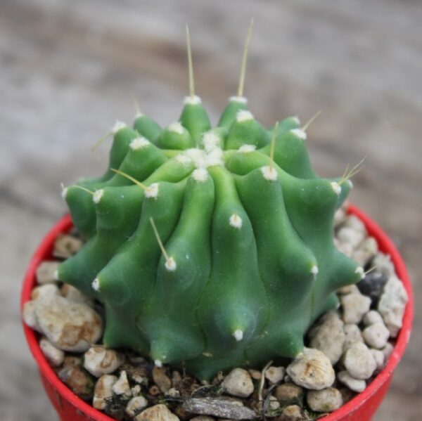 Ferocactus glaucescens f. inermis