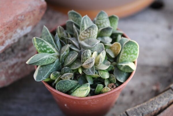 Gasteria minima 'Variegata'
