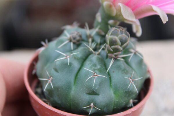 Gymnocalycium baldianum - immagine 2