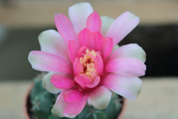 Gymnocalycium baldianum