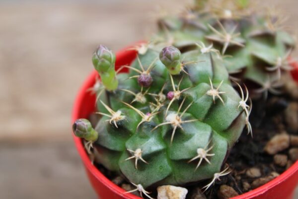 Gymnocalycium damsii