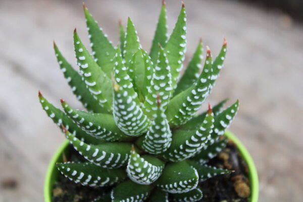 Haworthia superfasciata