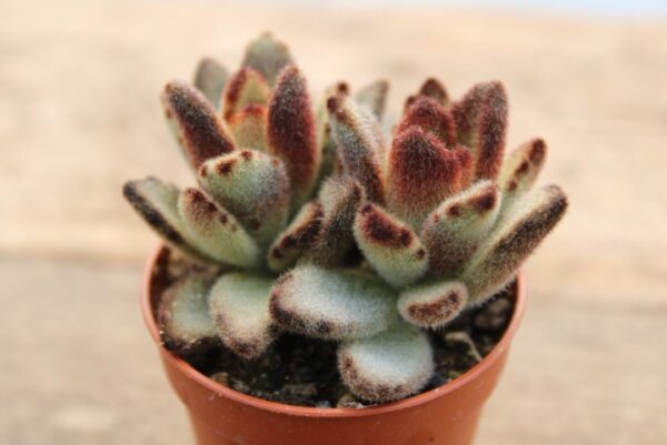 Kalanchoe tomentosa 'Chocolate Soldier'