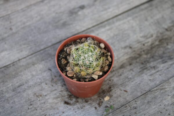 Mammillaria longimamma