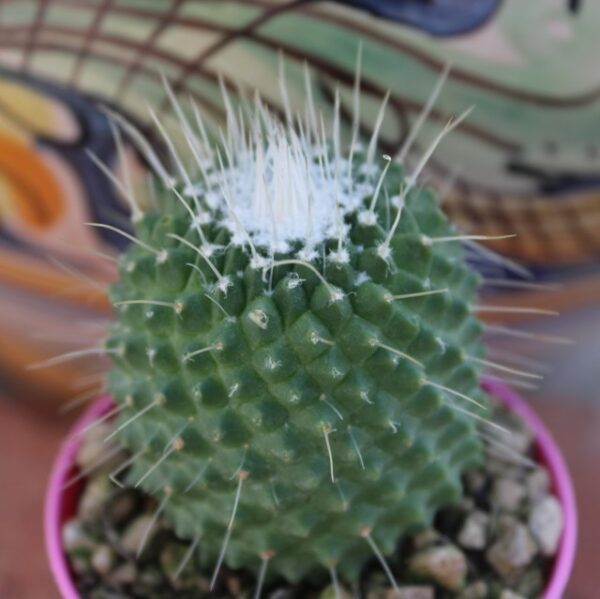 Mammillaria spinosissima 'Un Pico' - immagine 2