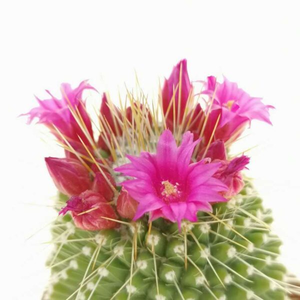 Mammillaria spinosissima 'Un Pico'