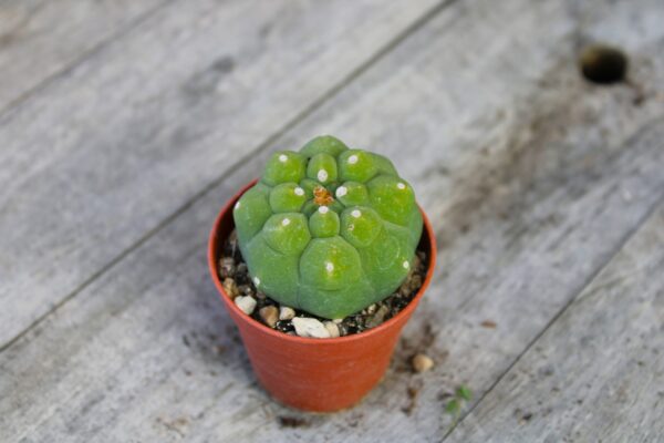 Matucana madisoniorum