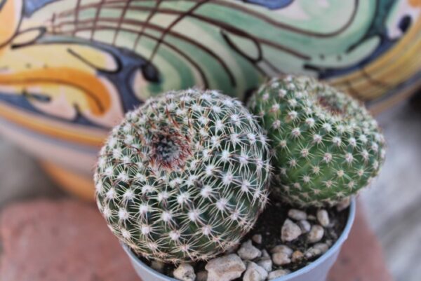 Notocactus concinnus