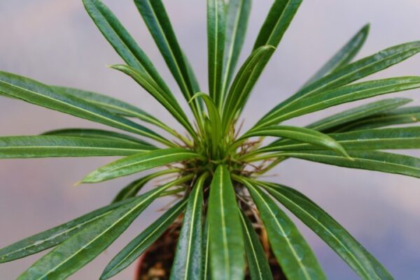 Pachypodium lamerei (Palma del Madagascar) - immagine 2